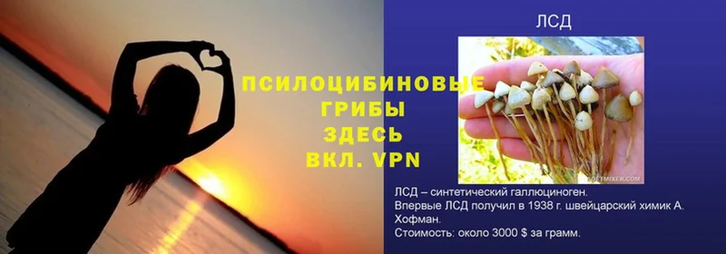 blacksprut сайт  Андреаполь  Галлюциногенные грибы GOLDEN TEACHER 